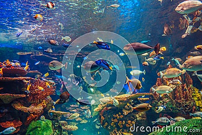 Shoal group of many red yellow tropical fishes in blue water with coral reef, colorful underwater world Stock Photo