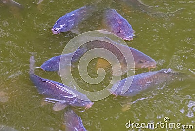 Shoal of hungry common carps swimming in the water, popular fresh water fish from Europe, Vulnerable animal specie Stock Photo