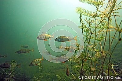 Shoal of perch Stock Photo