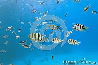 Shoal of sergeant fish Stock Photo