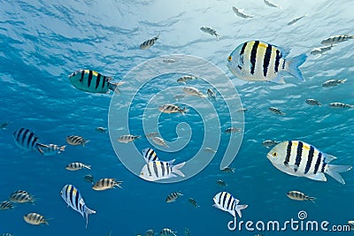 Shoal of sergeant fish Stock Photo