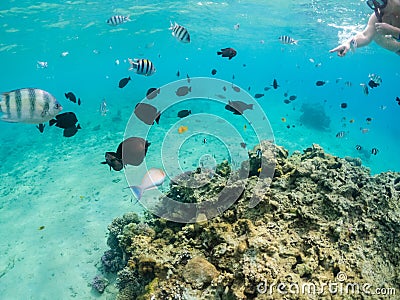 Shoal of sergeant fish and other oxotic fish in Red sea Stock Photo