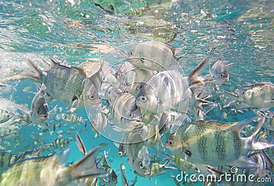 Shoal of sergeant major damselfish on coral reef Stock Photo