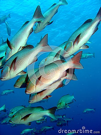 Shoal of silver Bream Stock Photo