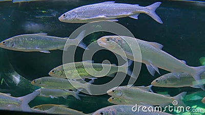 Shoal of silver fishes swimming in huge aquarium Stock Photo