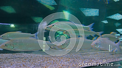 Shoal of silver fishes swimming in huge aquarium Stock Photo