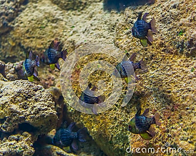 Shoal of small tropical fishes swimming underwater, fish in the color blue, yellow and silver, exotic aquarium pets Stock Photo