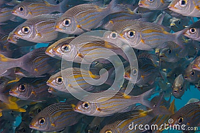 Shoal of Striped large-eye bream Stock Photo