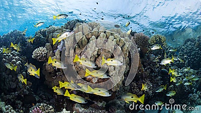 Shoal of yellow-striped snappers in a colorful coral reef Stock Photo