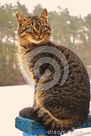 Shocked grey cat in spring forest with big green eyes, gray wool. Stock Photo