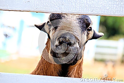 Shocking moment on Barbado Blackbelly Sheep Stock Photo