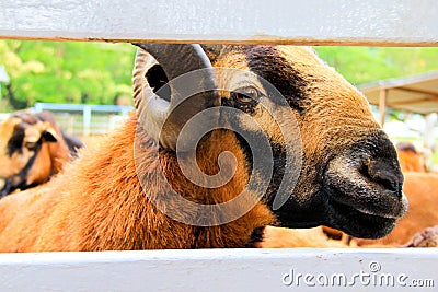 Shocking moment on Barbado Blackbelly Sheep Stock Photo