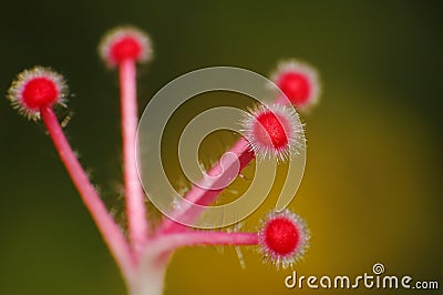 Shoe Flower carpel Hibiscus syriacus Stock Photo