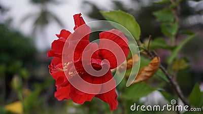 Shoe flower, Hibiscus, Chinese rose, scientific name Hibiscus rosa-sinensis L., red hibiscus flower. Queen of tropical flowers. Stock Photo