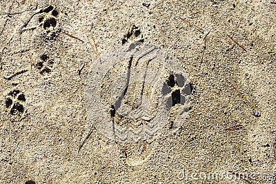 A shoe print and dog print in the outdoor sand Stock Photo