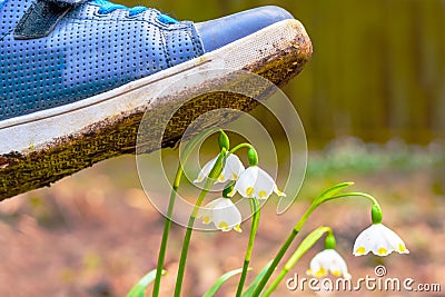 Shoe treading on a flower in grass Stock Photo