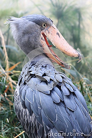 Shoebill Stock Photo