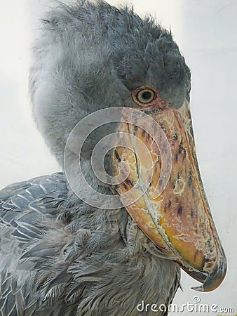 The Shoebill also known as Whalehead Stock Photo