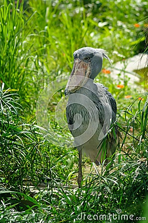 Shoebill (Balaeniceps rex) Stock Photo