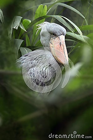 The shoebill Balaeniceps rex also known as whalehead or shoe-billed stork middle of greenery. Rare African large water bird in Stock Photo