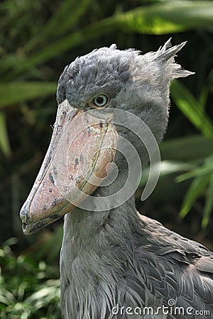 Shoebill (Balaeniceps rex) Stock Photo