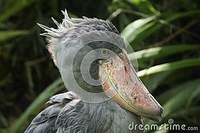 Shoebill (Balaeniceps rex) Stock Photo