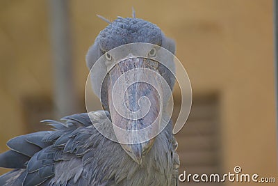 Shoebill bird Stock Photo