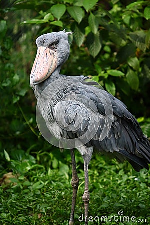 stork shoebill stork shoebill
