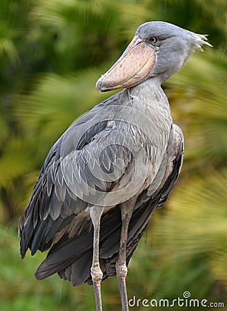 Shoebill Stork Balaeniceps rex Stock Photo