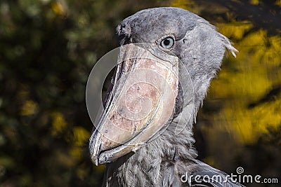 Shoebill Stork Balaeniceps rex Stock Photo