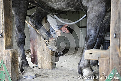 Shoeing a Horse Editorial Stock Photo