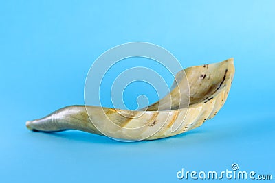 Shofar horn on blue background. Stock Photo