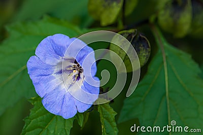 Shoo fly plant nicandra physalodes blue bell like flower Stock Photo