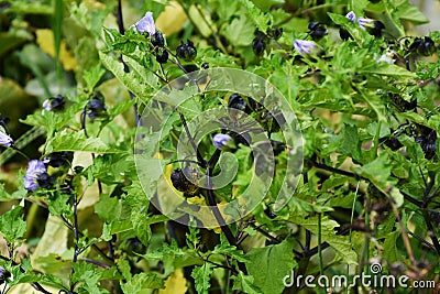 Shoo fly plant Stock Photo