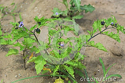 Shoo fly plant Stock Photo