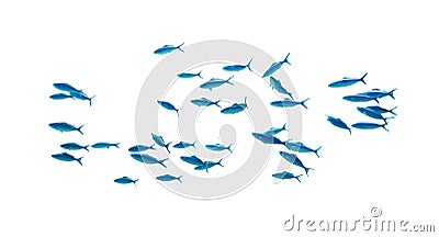 Shool of blue tropical striped fish in the ocean isolated on white background. Caesio Striata Striated Fusilier swimming Stock Photo
