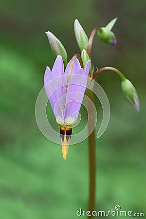 Shooting Star Stock Photo