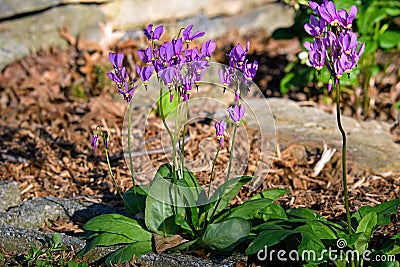 Shooting star or Dodecatheon in early morning sun. Stock Photo