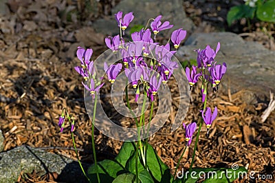 Shooting star or Dodecatheon in early morning sun. Stock Photo