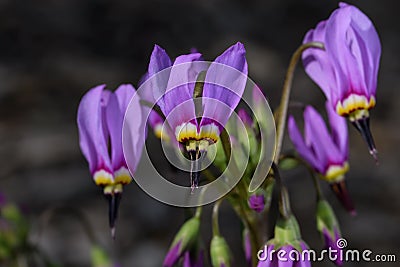 Shooting star or Dodecatheon in early morning sun. Stock Photo