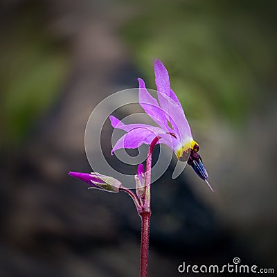 Shooting stars Dodecatheon pink side view Stock Photo