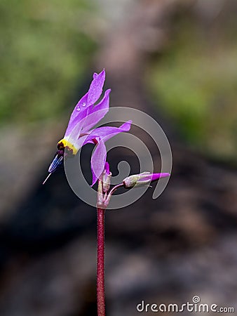 Shooting stars in nature selective focus Stock Photo