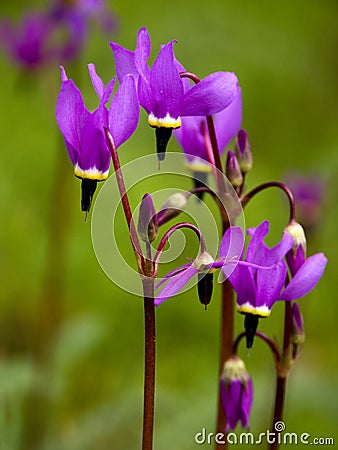 Shooting Stars - Oregon Wildflowers Stock Photo