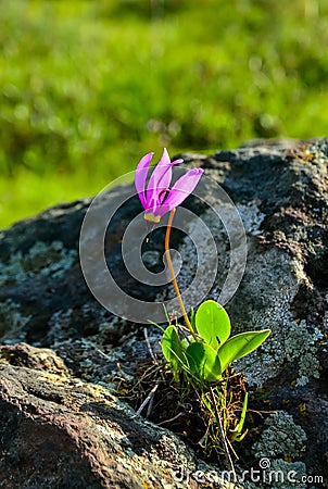 Shooting Stars, Oregon Wildflowers, USA Stock Photo