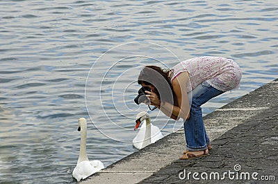 Shooting the swans Stock Photo