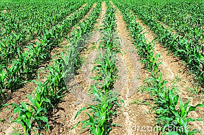 Shoots of corn on the field Stock Photo