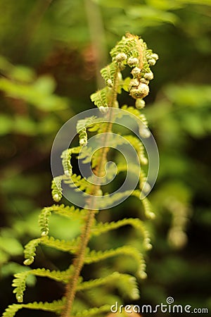 Shoots from an original plant with a strange shape. with natural background unfocused. growth concept Stock Photo
