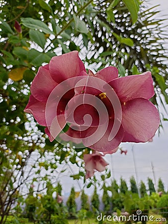 Shop Allamanda blanchetii flower with meroon colour Stock Photo