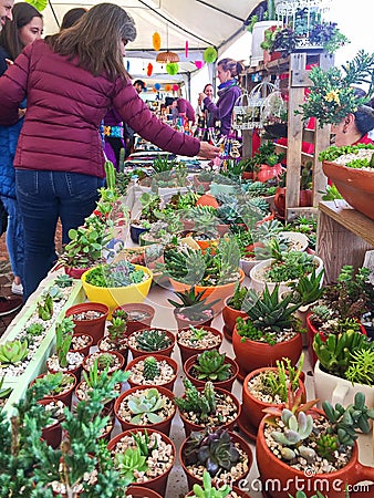 Succulent Plants at an Artisan Market Editorial Stock Photo