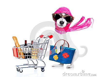 Shopping diva dog Stock Photo